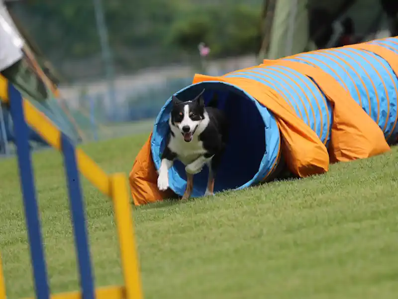 Hund Weg 🐶 Agility