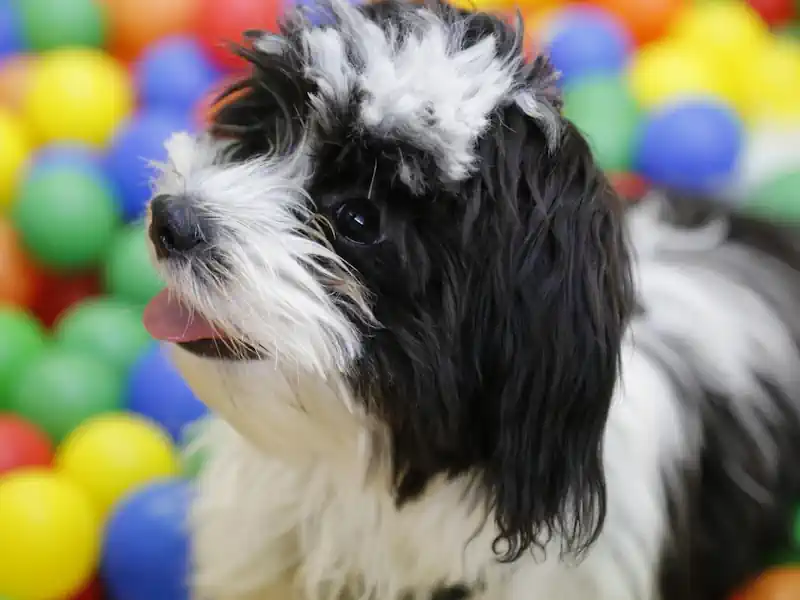 Hund Weg 🐶 Hunde Clicker – Hundeweg