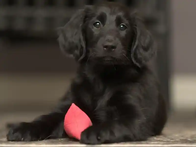 Hund Weg 🐶 Dummy-Training für Hunde