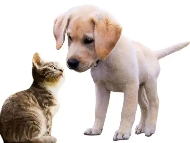 Hund Weg 🐶 Hunde-Welpen Erziehungstipps – Hundeweg