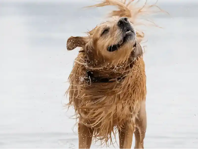 Hund Weg 🐶 Nasser Hund – Hundeweg