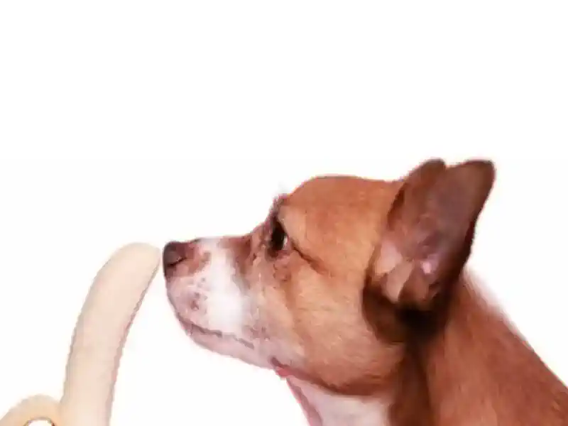 Hund Weg 🐶 Hundefutter – Hundeweg