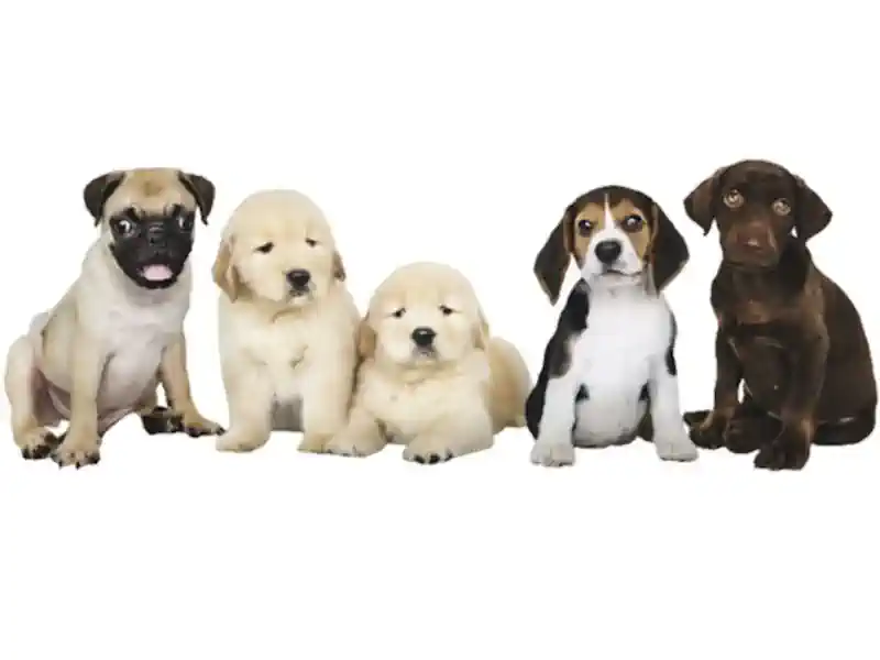 Hund Weg 🐶 Wieso Hundenamen – Hundeweg?