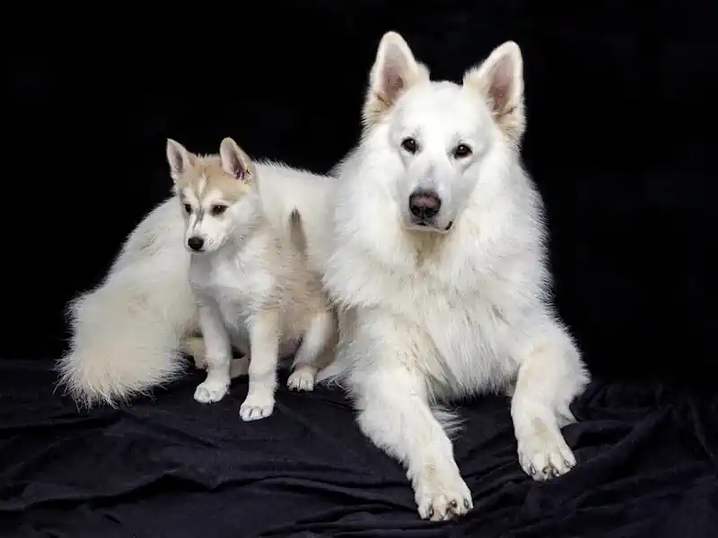 Hund Weg 🐶  Knigge ja auch auf dem Hundeweg