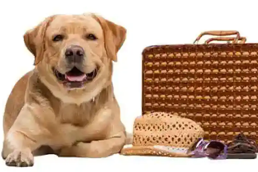 Hund Weg 🐶 Reisen – Hundeweg