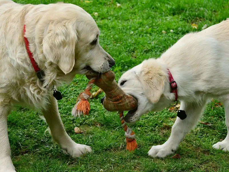 Hund Weg 🐶 Hundeauslauf – Hundeweg