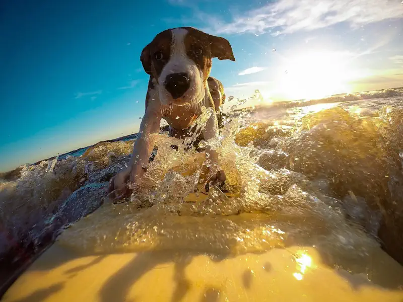 Hund Weg 🐶 Urlaub