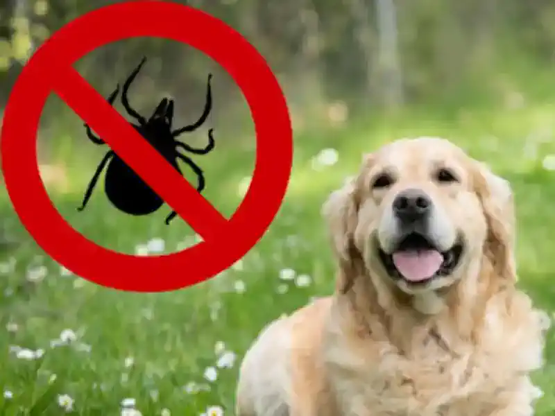 Hund Weg 🐶 Zecken Schutz – Hundeweg