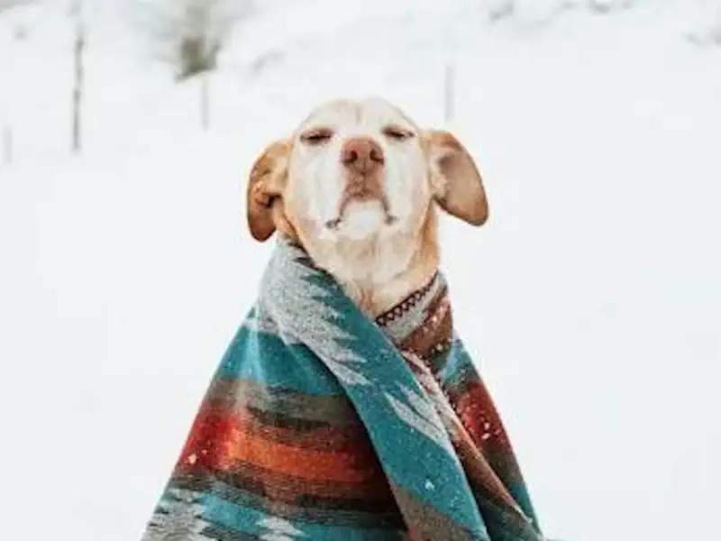 Hund Weg 🐶 Unterkühlung