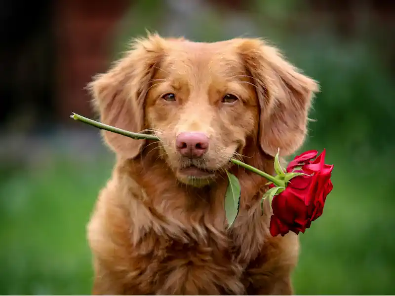 Hundefoto aus der Hund Weg Galerie