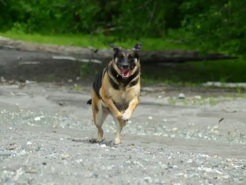 Hundefoto aus der Hund Weg Galerie