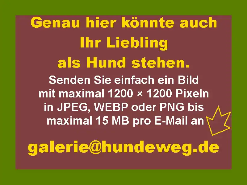 Hundefoto aus der Hund Weg Galerie