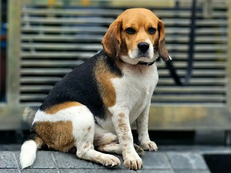 Hundefoto aus der Hund Weg Galerie