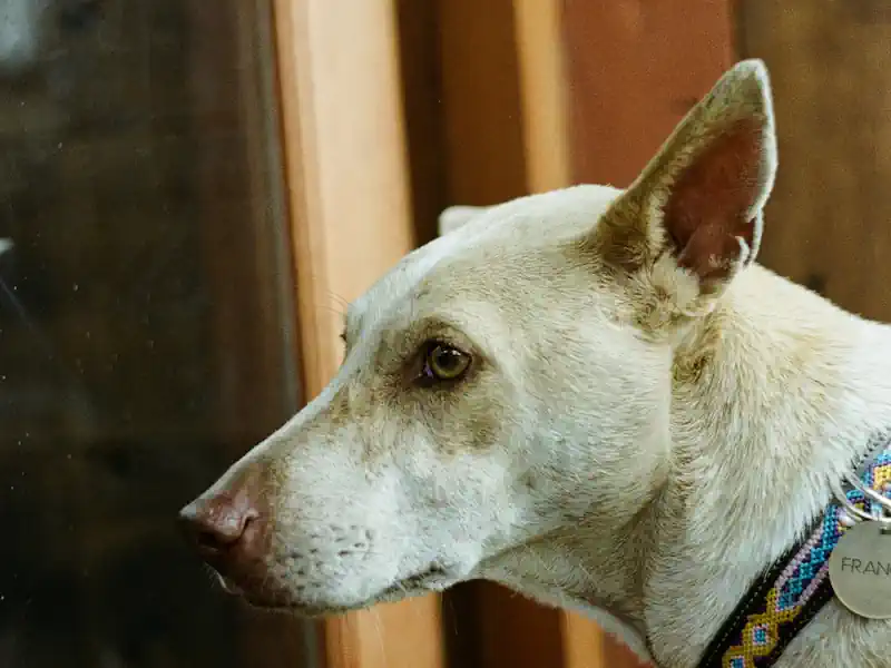 Hundefoto aus der Hund Weg Galerie