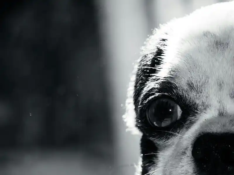 Hundefoto aus der Hund Weg Galerie