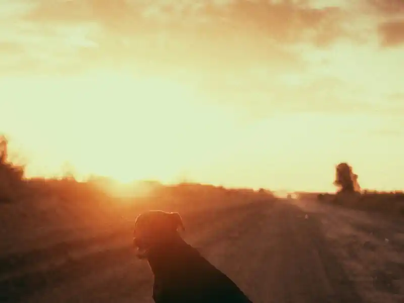 Hundefoto aus der Hund Weg Galerie