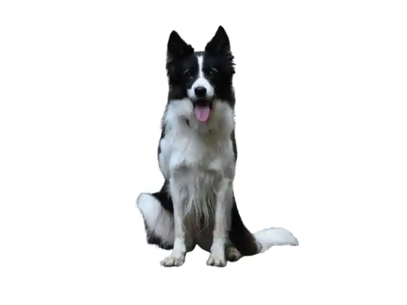 Border Collie – Hunderasse