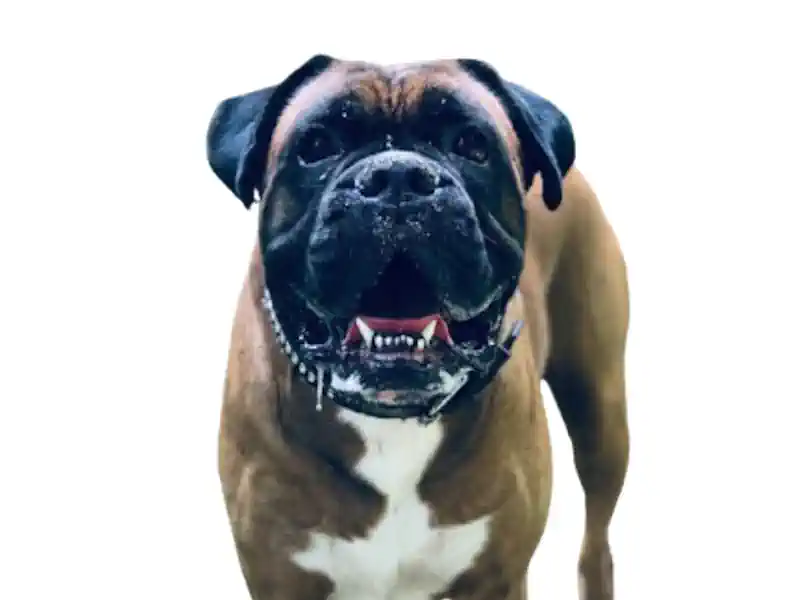 Deutscher Boxer – Hunderasse
