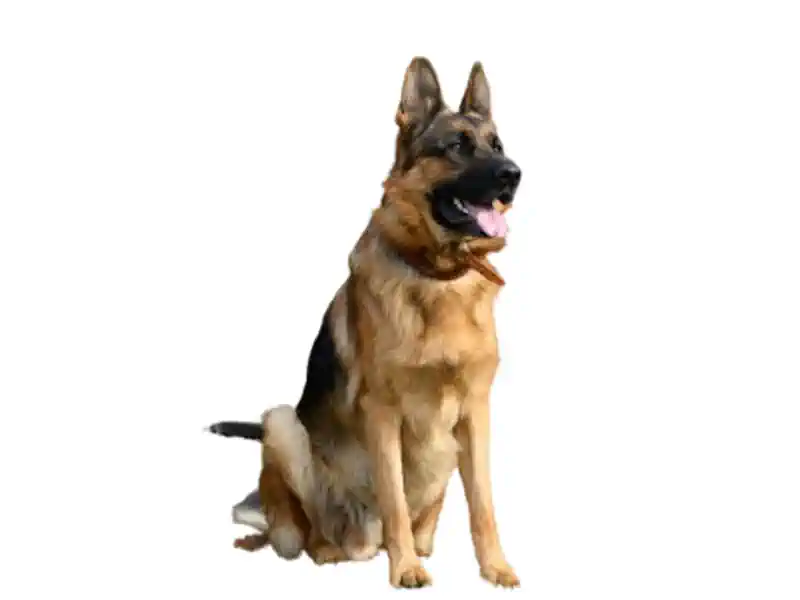 Deutsche Schäferhund – Hunderasse