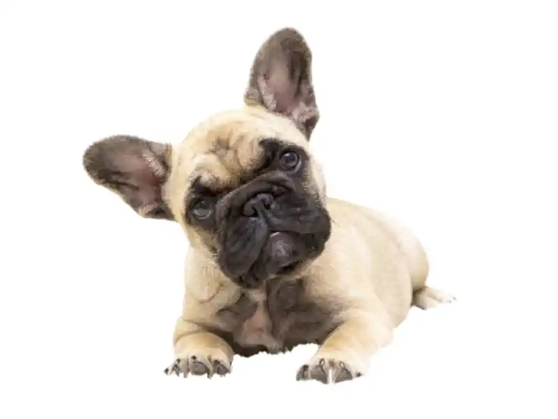 Französische Bulldogge – Hunderasse