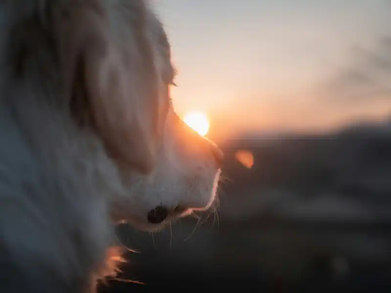Hundeweg am Morgen Hero Hunde Weg